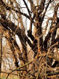 Щастя з panoramio.com