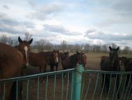 Камбурліївка - Останні фото