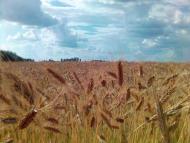 Новомайське з panoramio.com