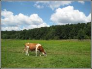 Скоморохи з panoramio.com