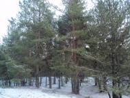 Гладківка з panoramio.com