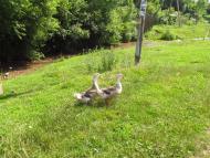 Маркова з panoramio.com