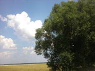 Товстоліс з panoramio.com