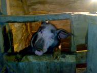 Камінь-Каширський з panoramio.com