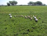 Вербіж з panoramio.com