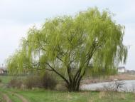 Щорсове з panoramio.com