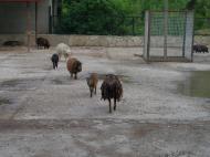 Білогірськ з panoramio.com