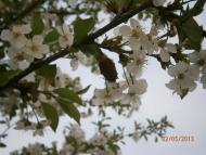 Берездівці з panoramio.com