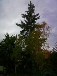 Куйбишеве з panoramio.com (ч.2)