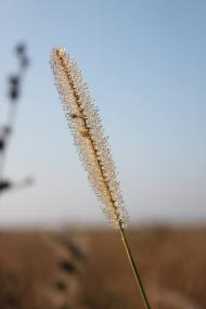 Пустельники з panoramio.com