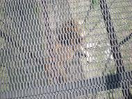 Білогірськ з panoramio.com