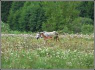 Скоморохи з panoramio.com