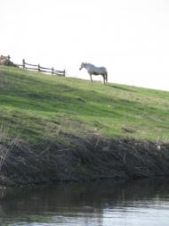 Шами з panoramio.com