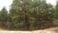 Гладківка з panoramio.com