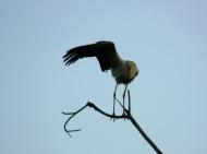 Розівка з panoramio.com (ч.2)