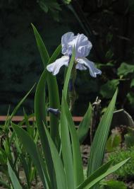 Дмитренки з panoramio.com