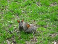 Карпати з panoramio.com