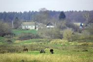 Скоморохи з panoramio.com