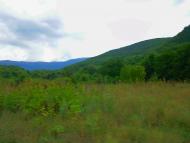 Щасливе - Останні фото