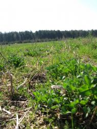 Лісівщина з panoramio.com