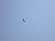 Урзуф з panoramio.com