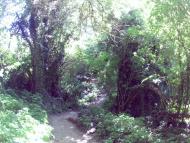 Залісне з panoramio.com (ч.2)