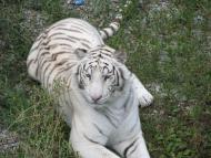 Виноградне з panoramio.com