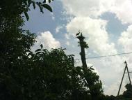 Сатанів чудовий