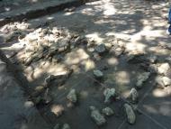 ТРИПІЛЬСЬКИЙ РОЗКОП У ВИННИКАХ