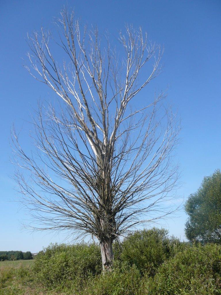 Безсалівка з panoramio.com - Безсалівка