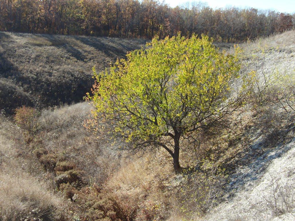 Луганськ з panoramio.com (ч.7) - Луганск