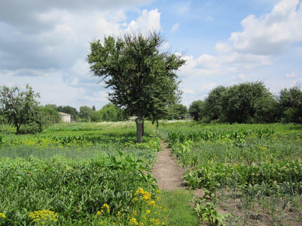 Марківці з panoramio.com - Марковцы