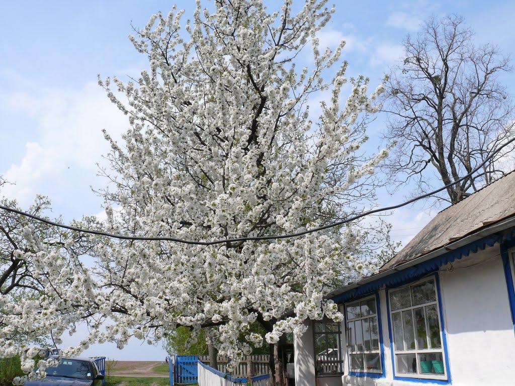 Голодьки з panoramio.com - Голодьки