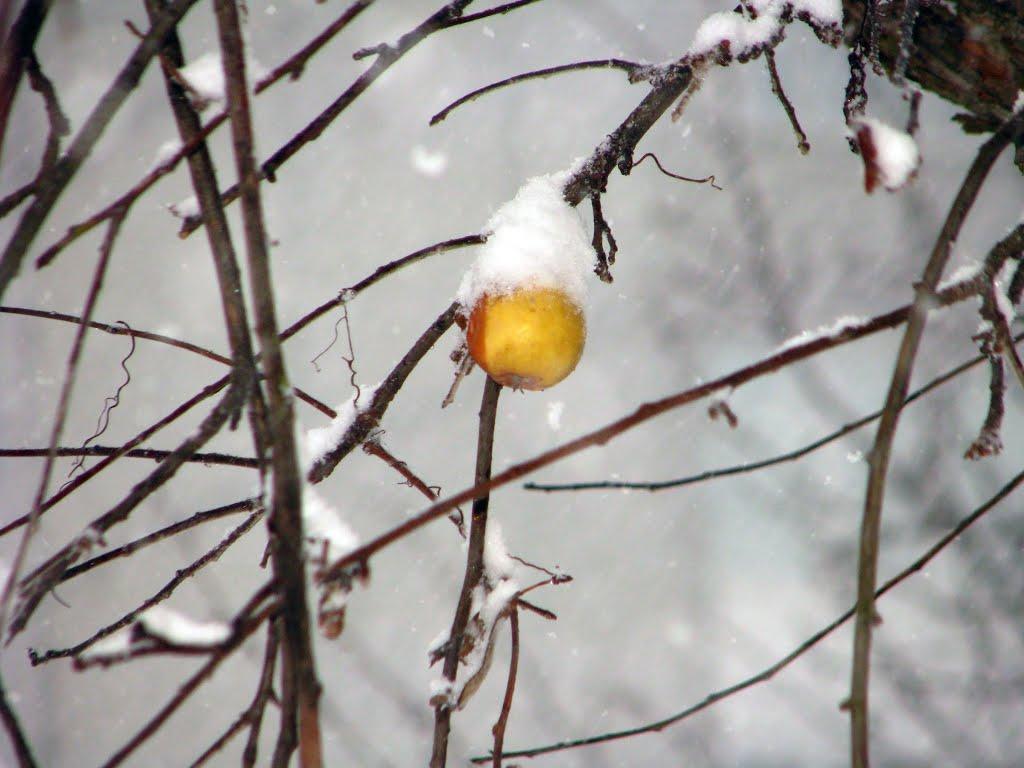 Фастів з panoramio.com (ч.2) - Фастов