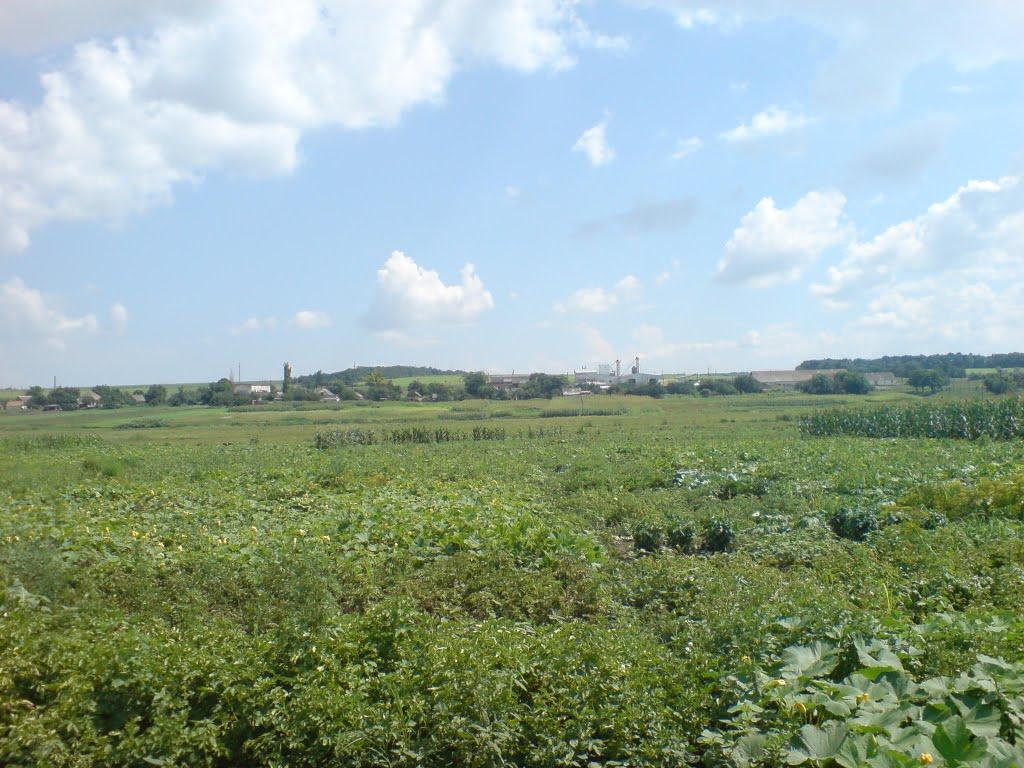 Миролюбівка з panoramio.com - Миролюбівка