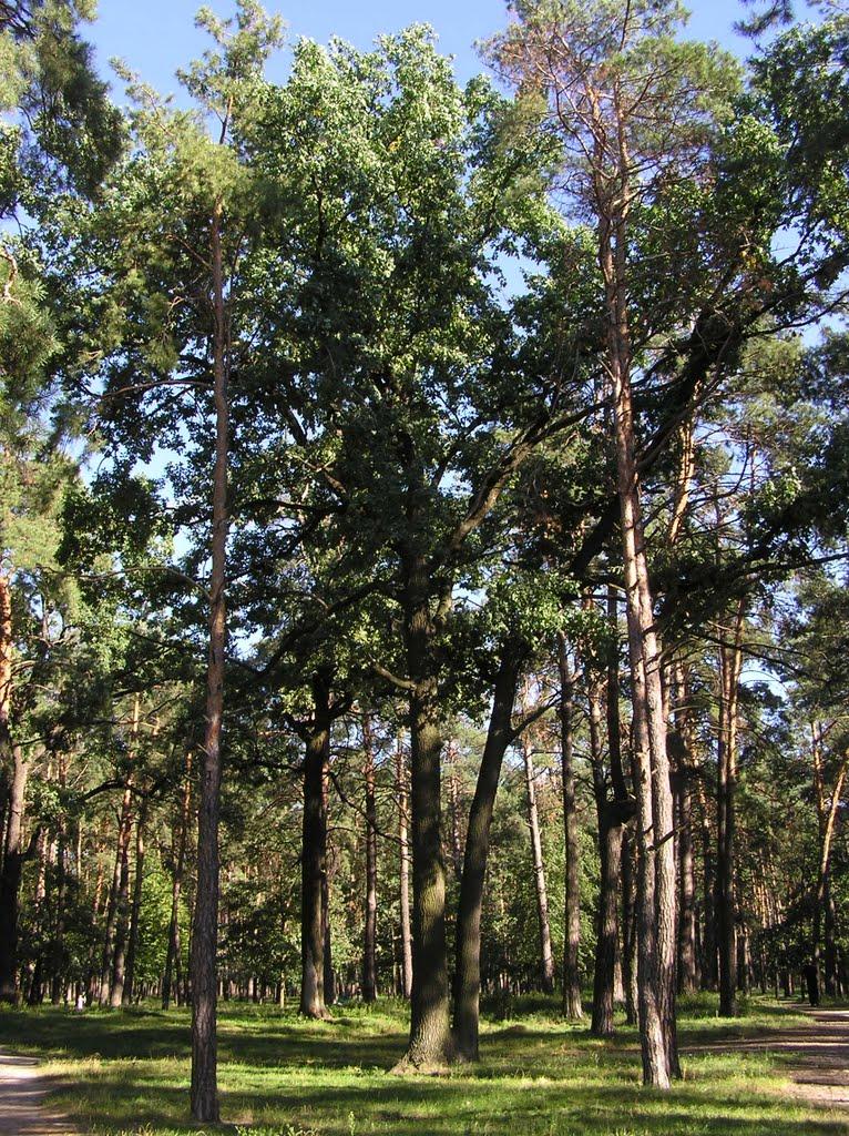 Гнідин з panoramio.com (ч.3) - Гнедин