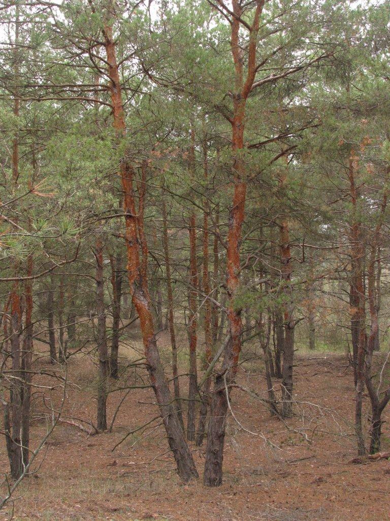 Гладківка з panoramio.com - Гладківка