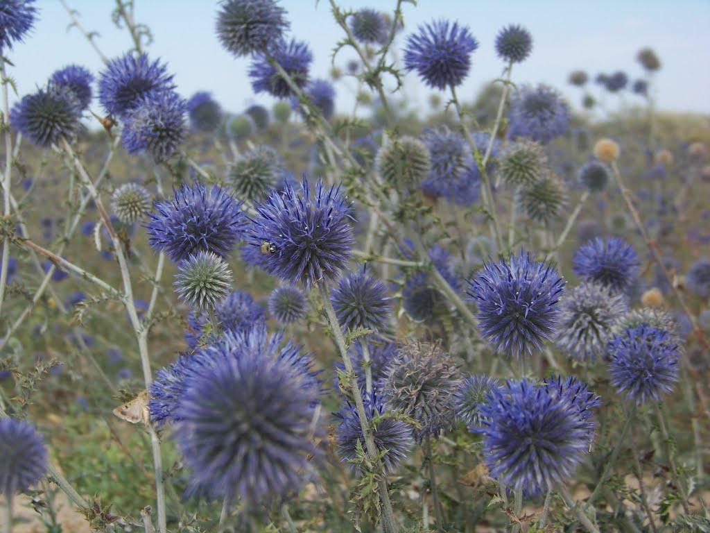 Стрілкове з panoramio.com (ч.2) - Стрілкове