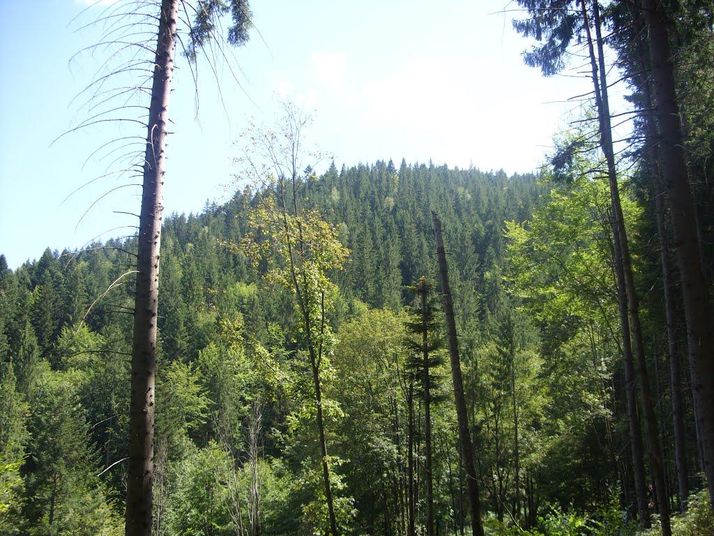 Фальків з panoramio.com (ч.2) - Фальков