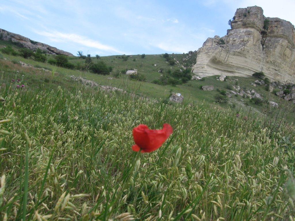 Біла Скеля з panoramio.com - Біла Скеля