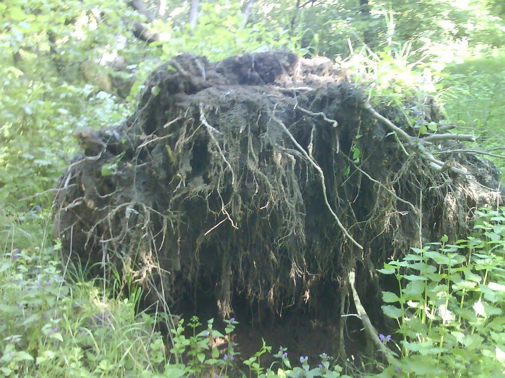 Ровеньки з panoramio.com - Ровеньки