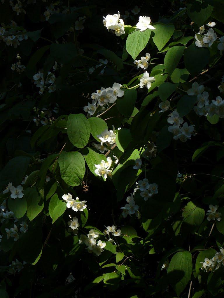 Нікіта з panoramio.com (ч.2) - Нікіта