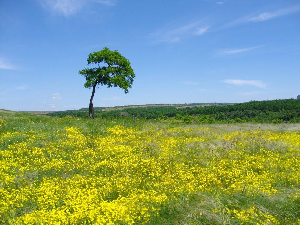 Красний Кут з panoramio.com - Красний Кут