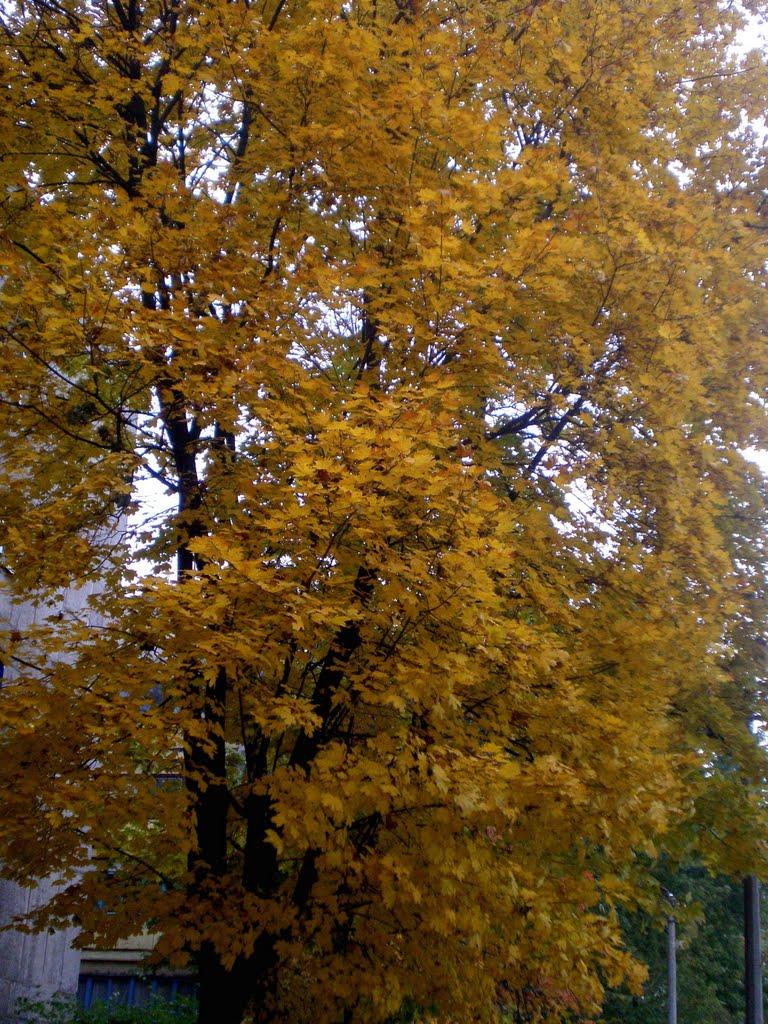 Єнакієве з panoramio.com (ч.3) - Єнакієве