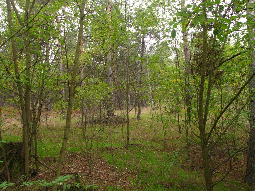 Гладківка з panoramio.com - Гладківка
