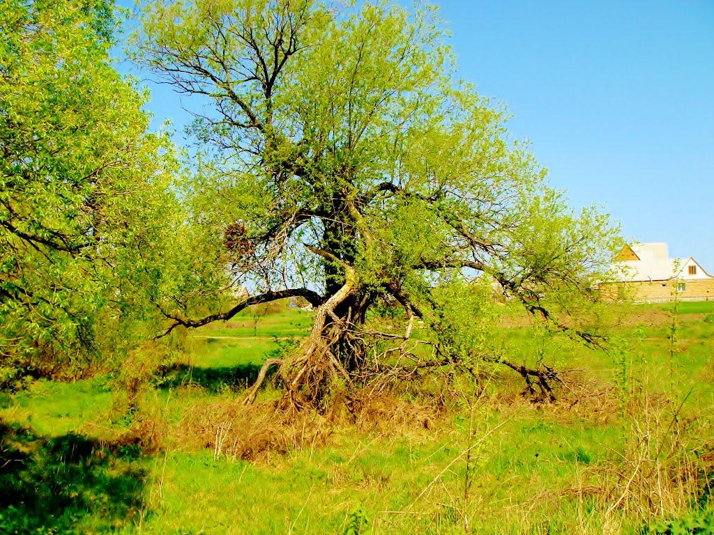 Гудзівка з panoramio.com - Gudzivka