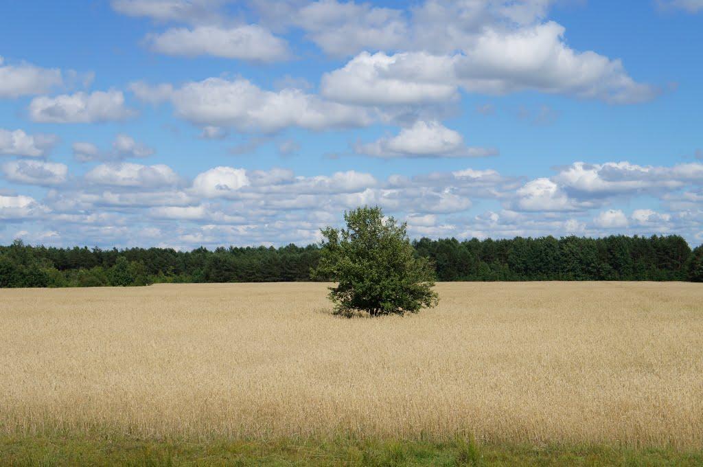 Мельники-Річицькі з panoramio.com - Мельники-Річицькі