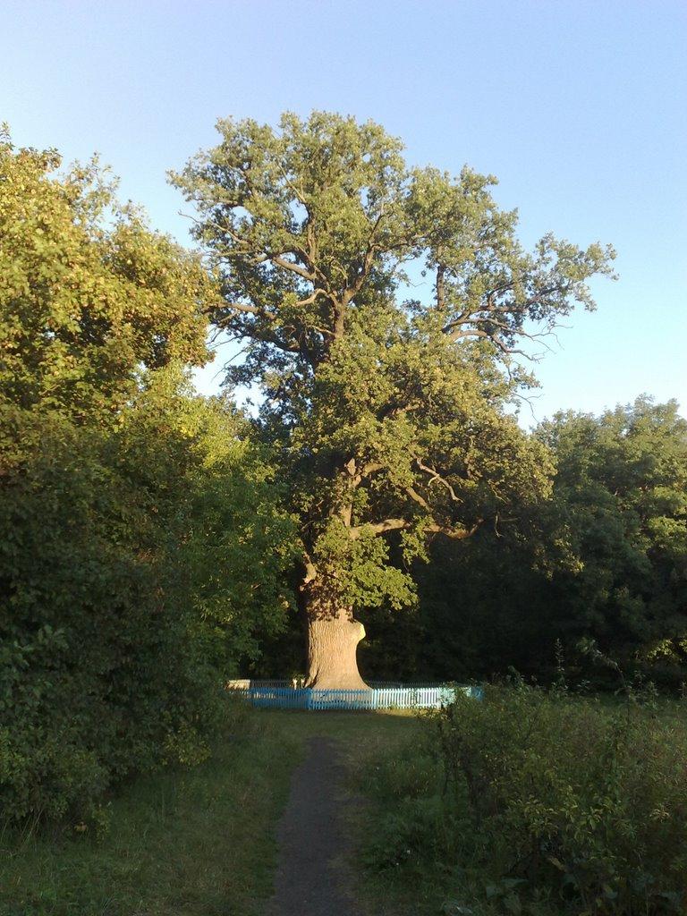 Богородичне з panoramio.com - Богородичне