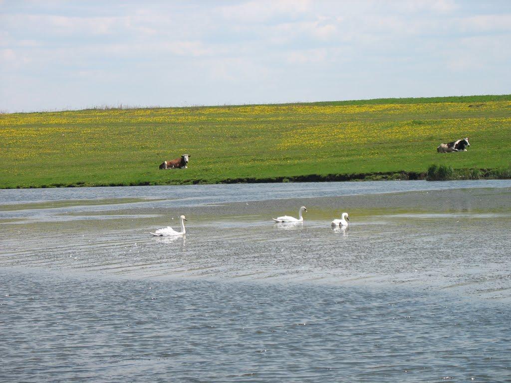 Чернява з panoramio.com - Чернява