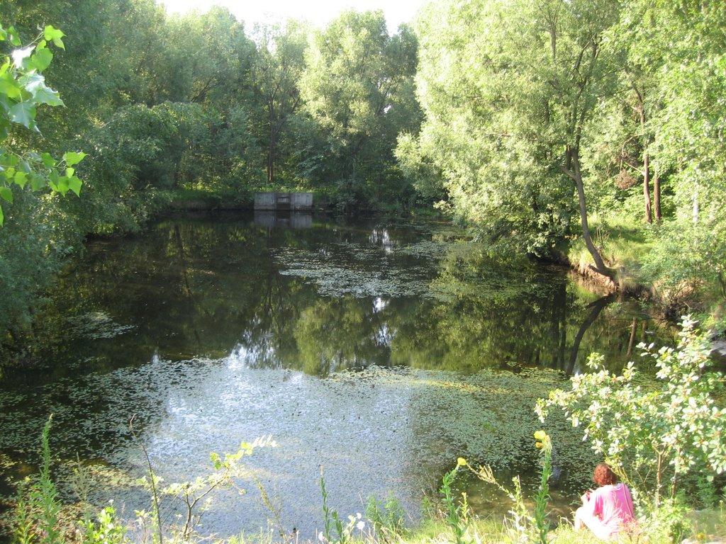 Ріпки з panoramio.com - Ріпки